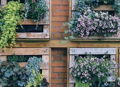Wall greening in Euro pallets for the balcony garden